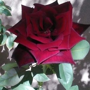 Meet your Posher, Morena